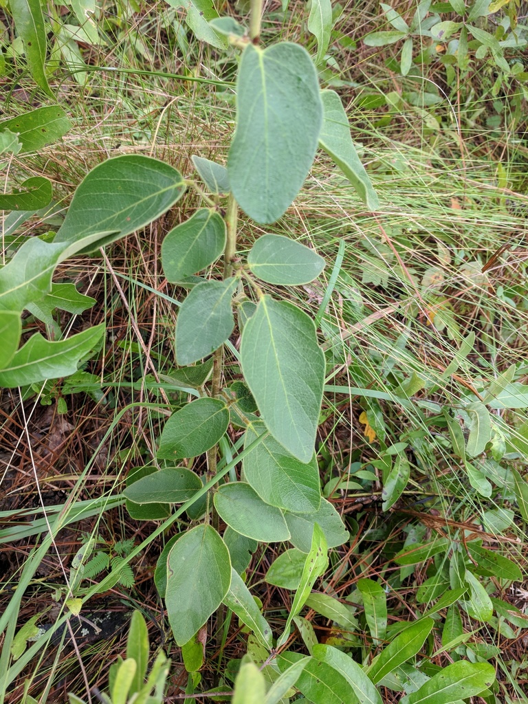 Florida Ticktrefoil