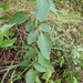 Desmodium floridanum - Photo (c) Joshua Doby, algunos derechos reservados (CC BY-NC), subido por Joshua Doby