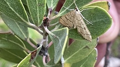 Blepharomastix ranalis