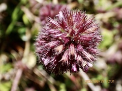 Clinopodium chinense
