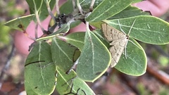 Blepharomastix ranalis