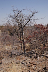 Commiphora
