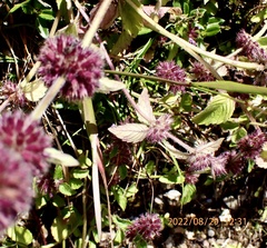Clinopodium chinense