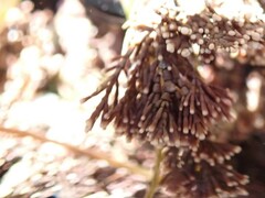 Corallinaceae