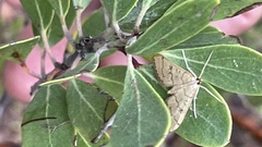 Blepharomastix ranalis