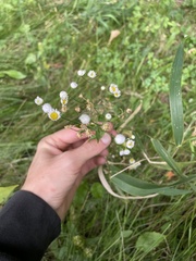 Erigeron