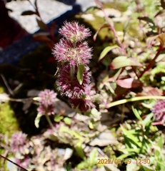 Clinopodium chinense