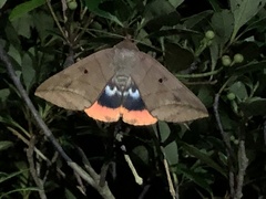 Thyas juno