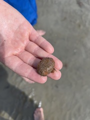 Ascidiella aspersa
