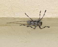 Oreodera glauca