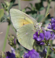 Colias christina