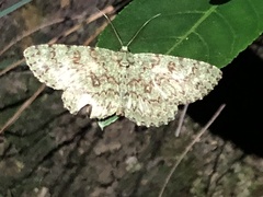 Ophthalmitis herbidaria