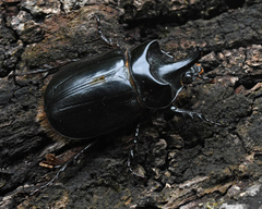 Strategus aenobarbus