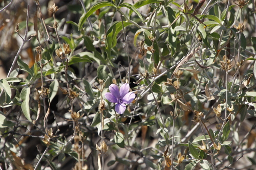 Image of Barleria lancifolia by (c) Tony Rebelo, some rights reserved (CC BY-SA)