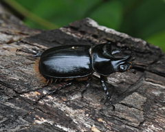 Strategus aenobarbus