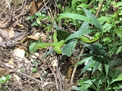 Trimeresurus albolabris