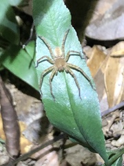 Heteropoda amphora