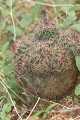 Echinomastus intertextus dasyacanthus