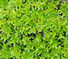 Rhododendron hirsutum