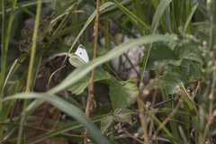 Pieris rapae