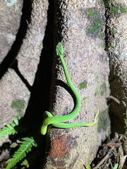 Trimeresurus stejnegeri