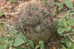 Echinomastus intertextus dasyacanthus