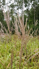 Miscanthus sinensis