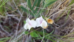Lathyrus arizonicus