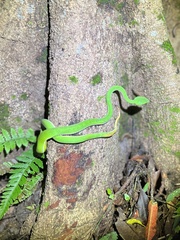 Trimeresurus stejnegeri