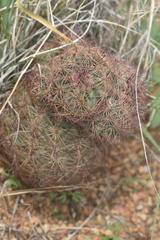 Echinomastus intertextus dasyacanthus