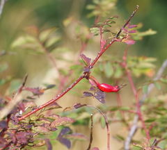 Rosa pendulina