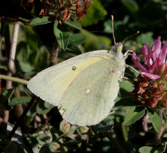 Colias christina
