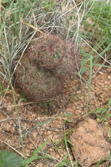 Echinomastus intertextus dasyacanthus