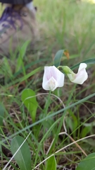Lathyrus arizonicus