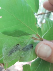 Lymantria dispar
