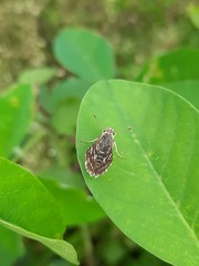 Spialia galba