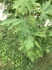 Acer saccharum