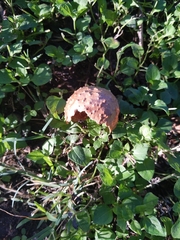 Amphibolips