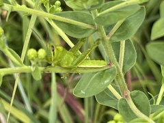 Schistocerca americana