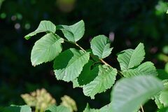 Ulmus glabra