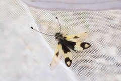 Libelloides macaronius