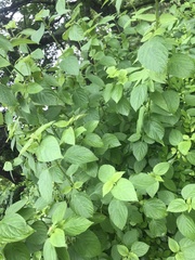Verbenaceae