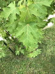 Acer saccharum