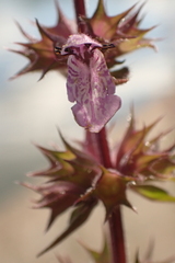 Stachys palustris