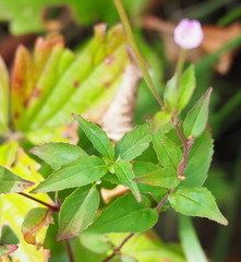 Epilobium parviflorum