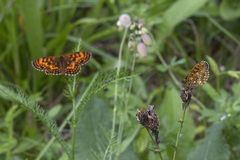Melitaea celadussa
