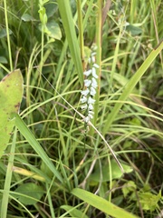 Spiranthes lacera