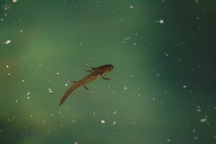 Ambystoma macrodactylum