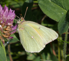 Colias christina