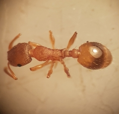 Temnothorax